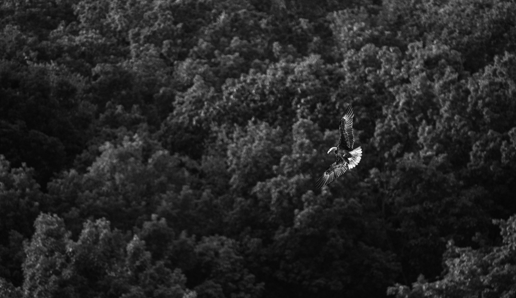 A bird banking over dense dark forest canopy