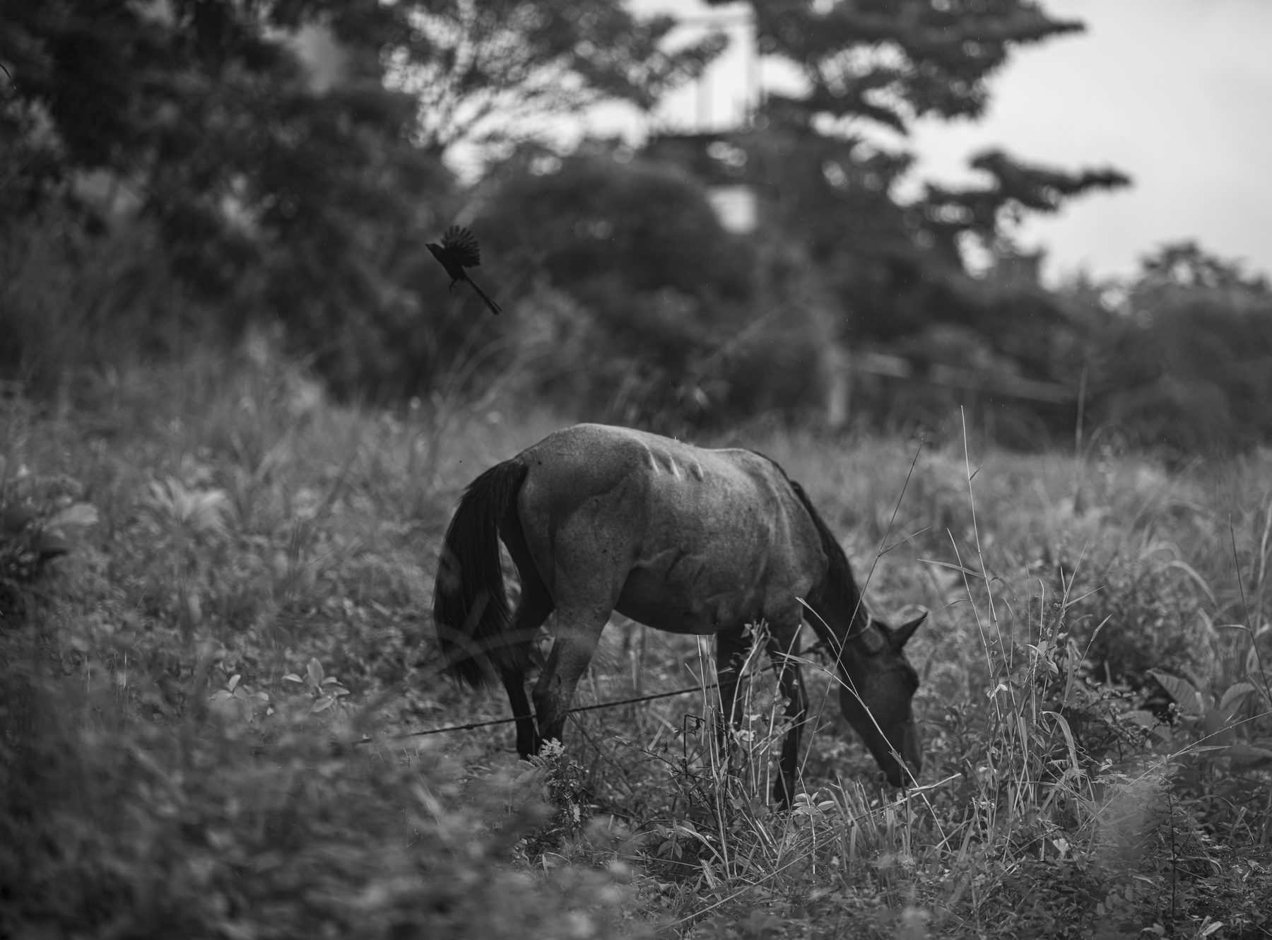 A horse grazing in tall grass, black and white