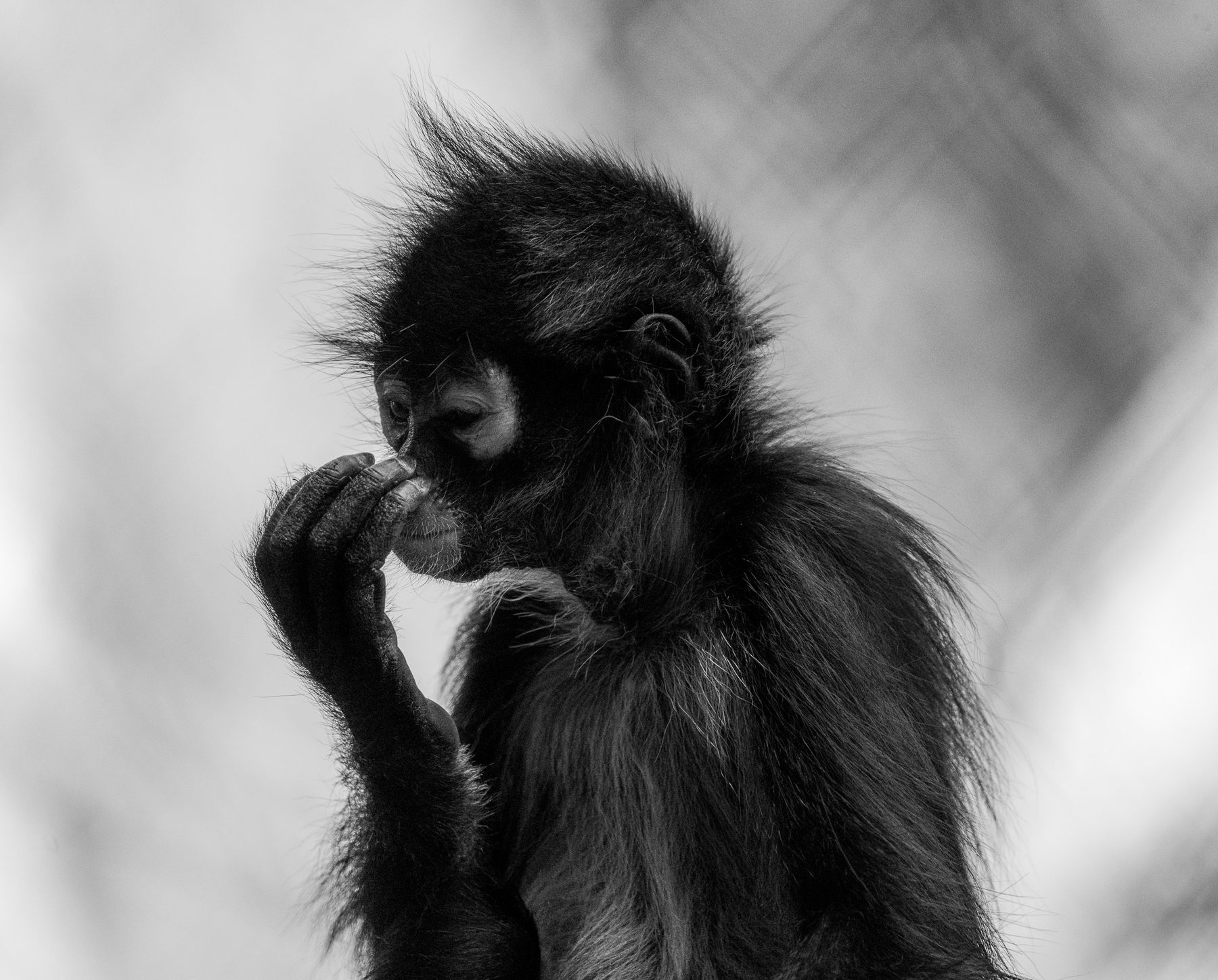 Portrait of a young spider monkey, black and white
