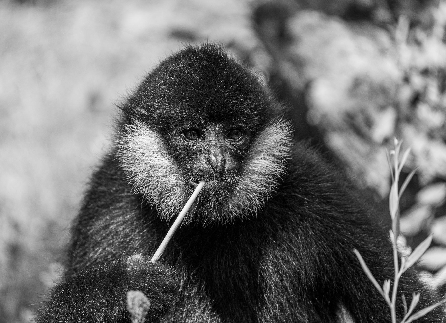 An older monkey holding a stick in its mouth, black and white