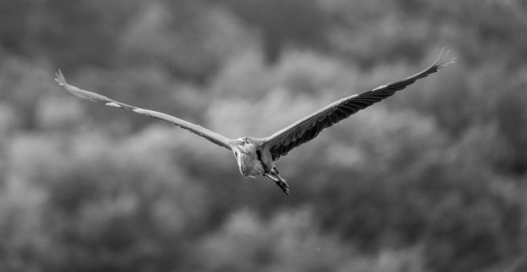 A heron in flight, black and white