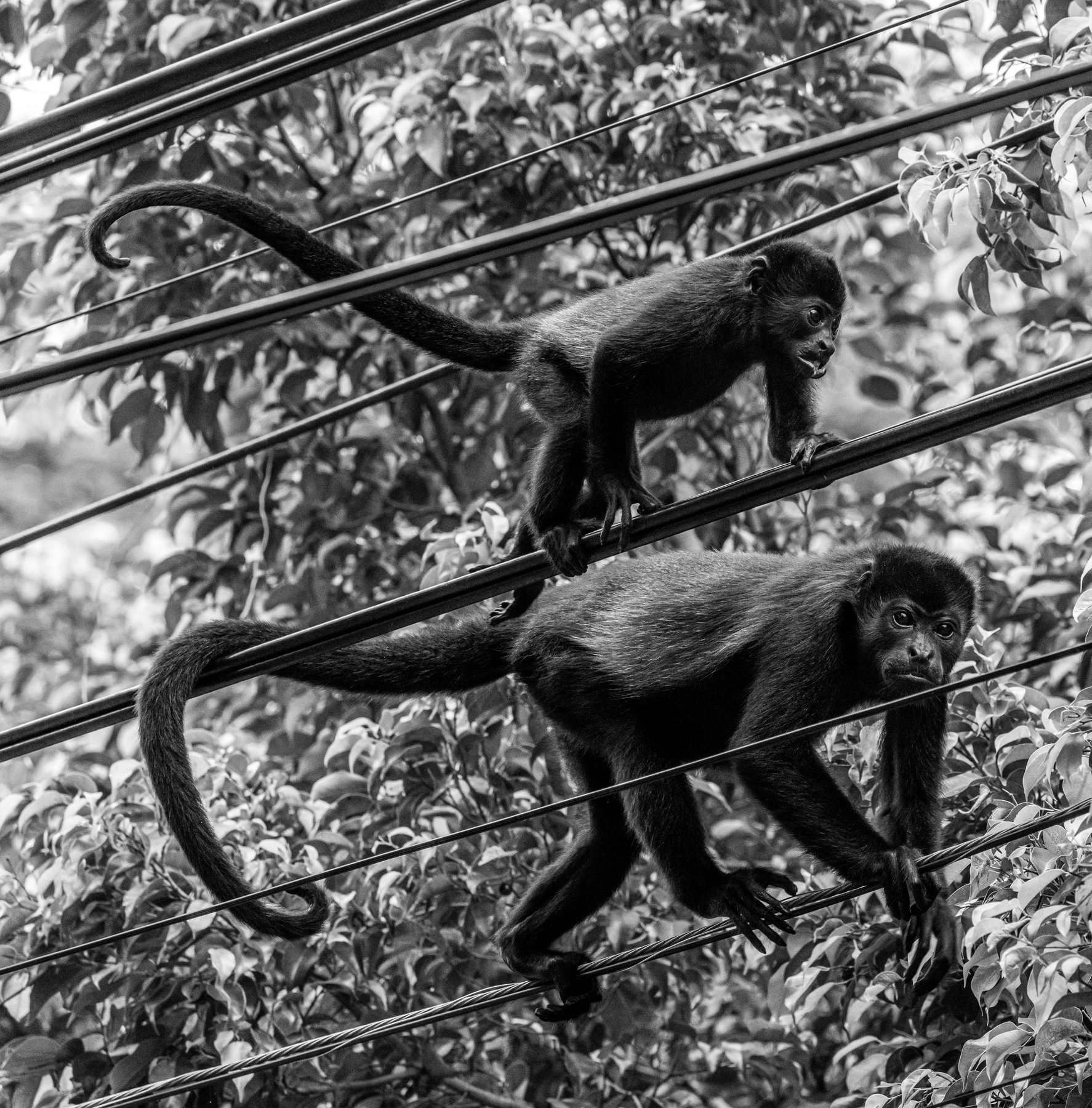 Two monkeys crossing overhead power lines, black and white