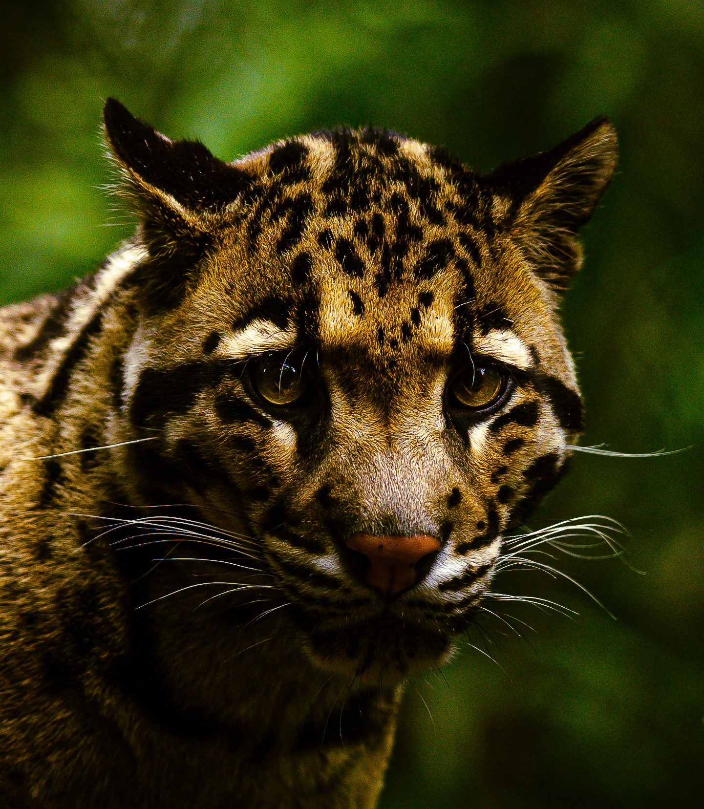 Portrait of a clouded leopard in green foliage